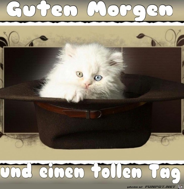 Guten Morgen Katze