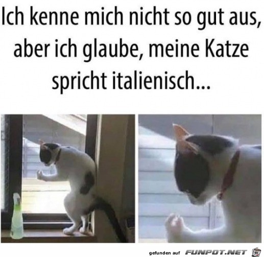 Meine Katze spricht italienisch