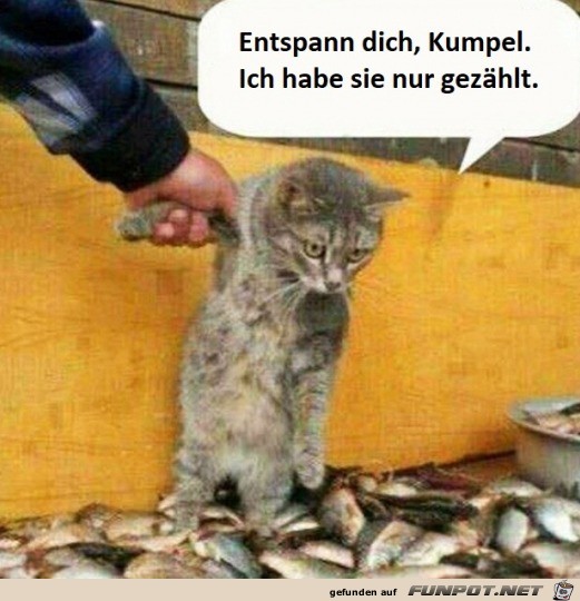 Ich hab die Fische nur gezhlt