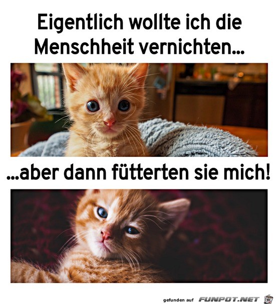 Lustiger Katzenblick