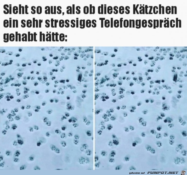 Viele Katzenabdrcke