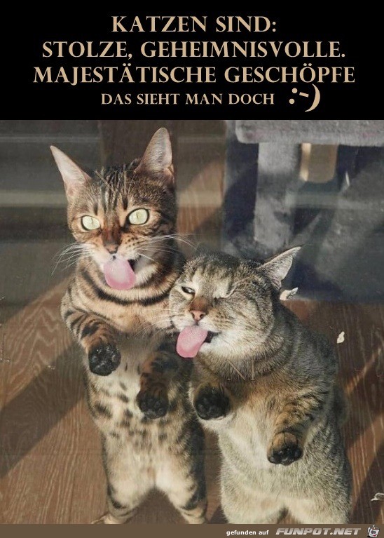 Katzen sind stolze Geschpfe