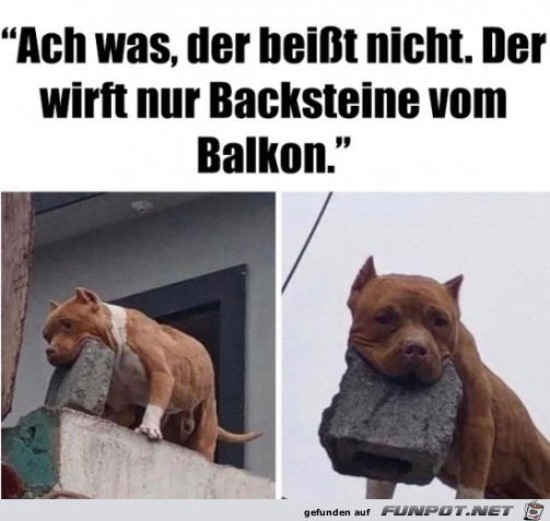 Der Hund beit nicht