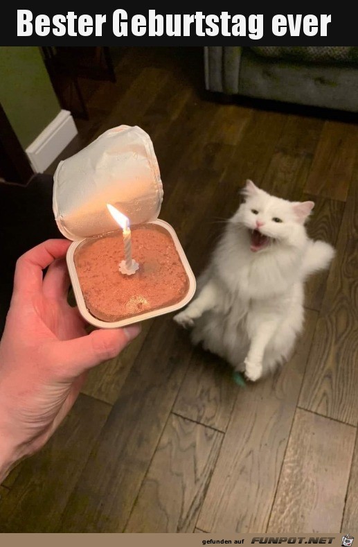 Super Katzen-Geburtstag