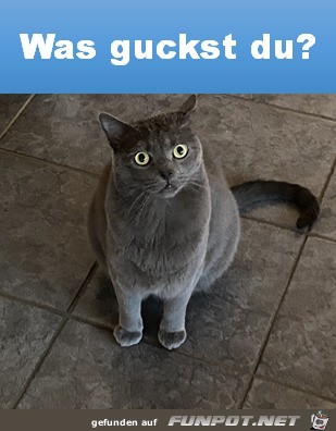 Was guckst du?