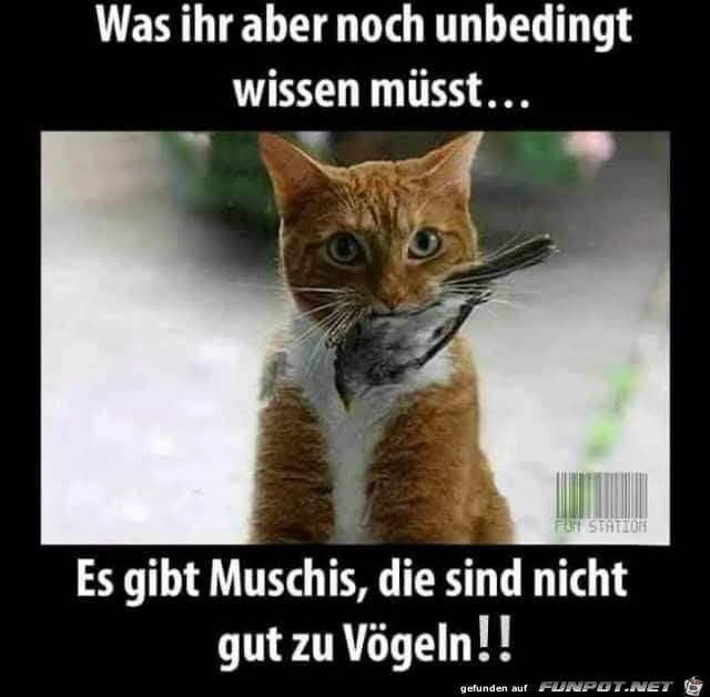 nicht gut zu Voegeln