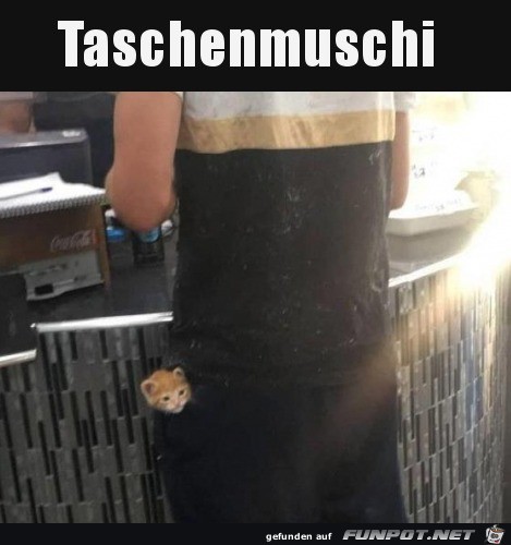 Taschenkatze