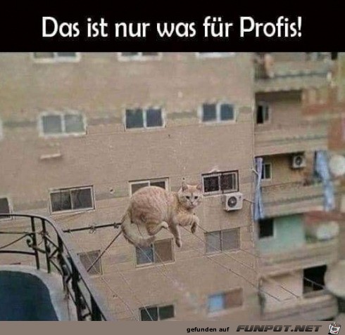 Katze ist ein Profi