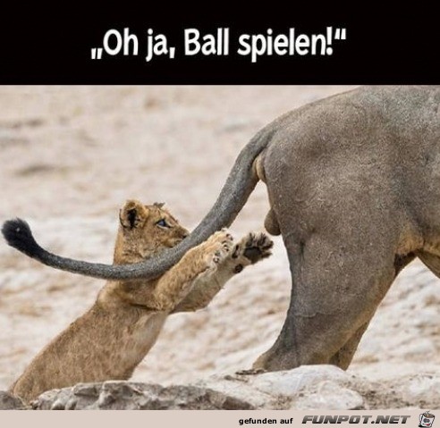 Juhu Ball spielen