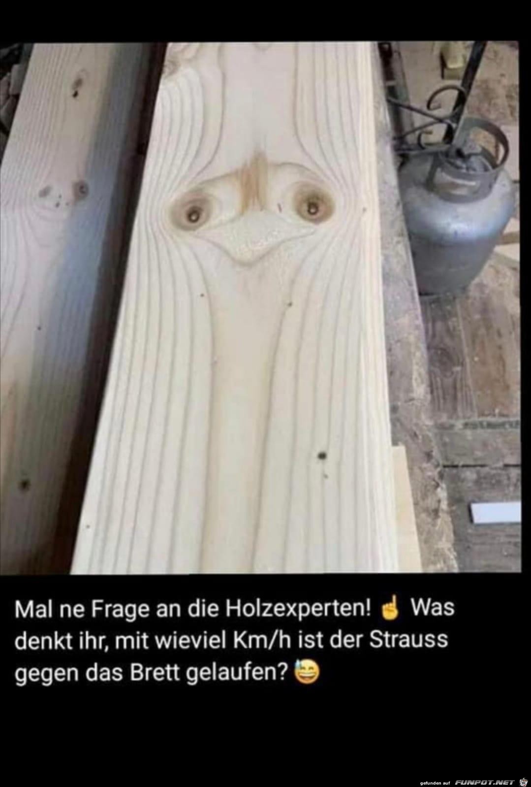 Holzexperte