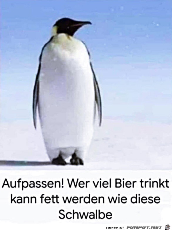 Bier macht fett