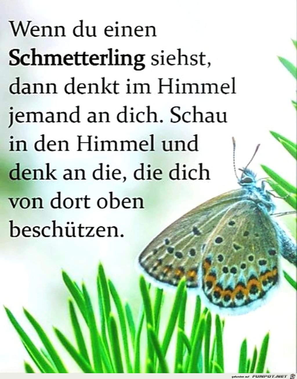 Wenn du einen Schmetterling siehst