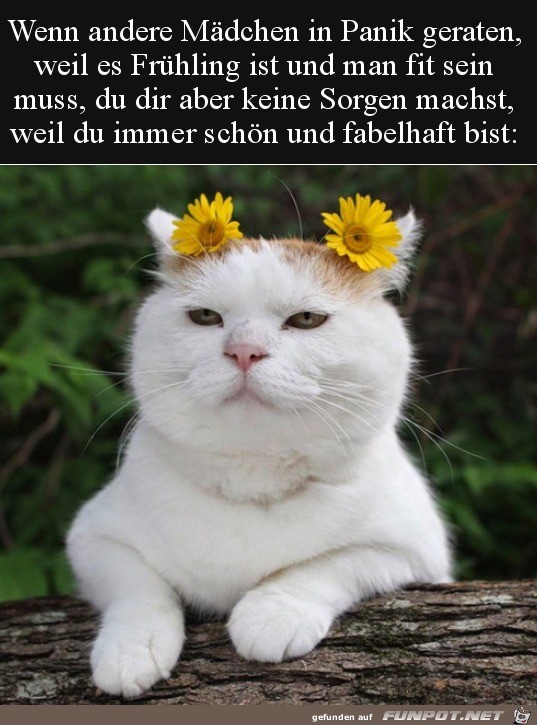 Hbsche Katze