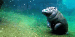 Glckliches Hippo