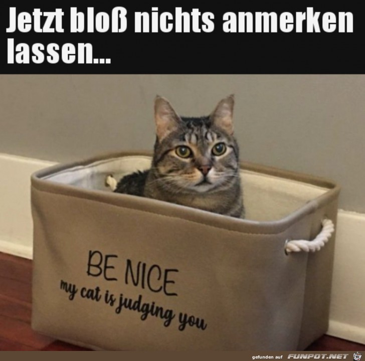 Katze mustert dich