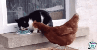 Katze und Huhn