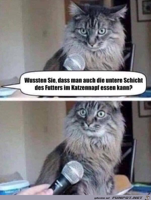 Katze versteht die Welt nicht