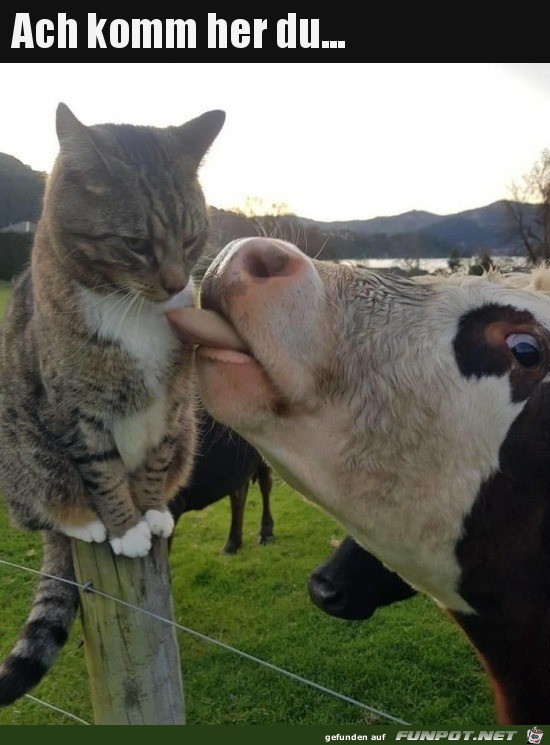 Das mag die Katze sicher nicht so sehr