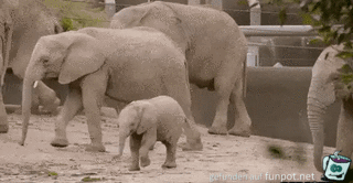 Frecher kleiner Elefant