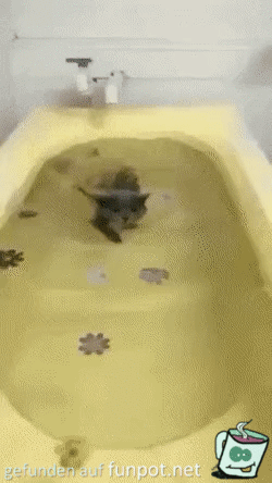 Katze schwimmt in der Badewanne