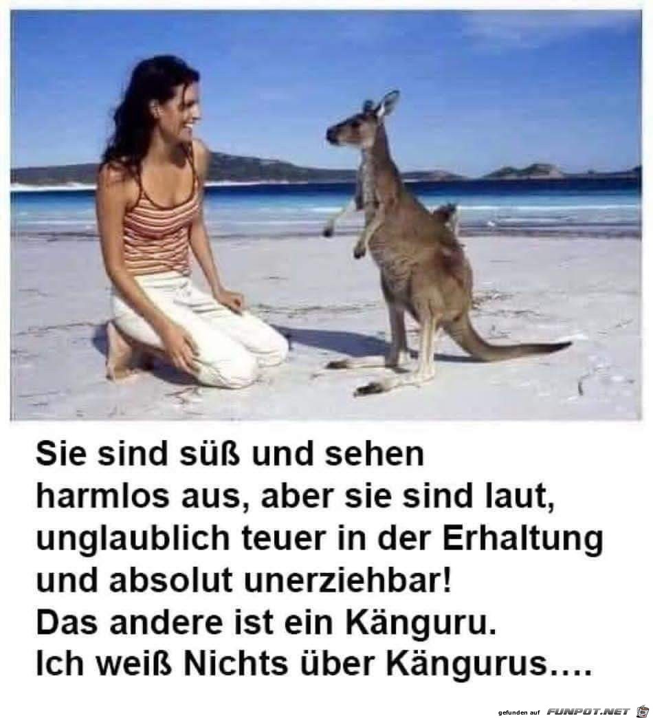 Kaengurus