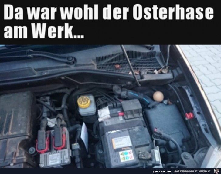 Ei ist gut versteckt