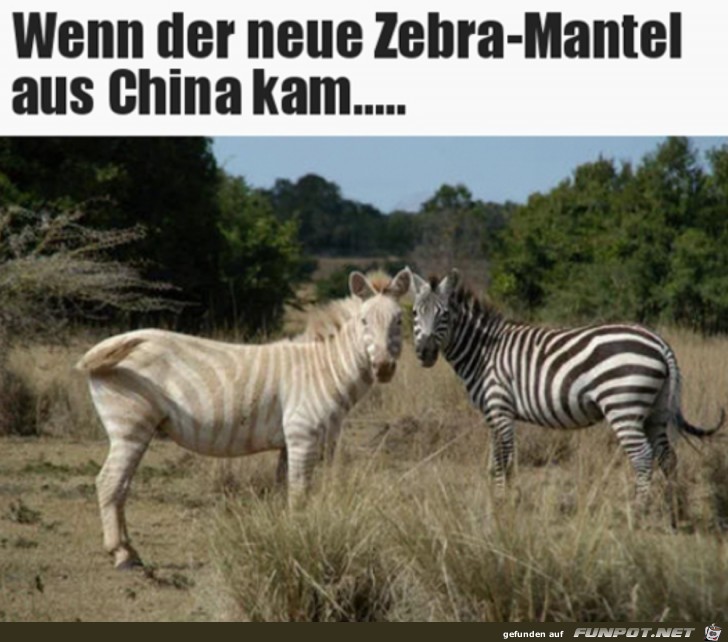 Zebra aus China