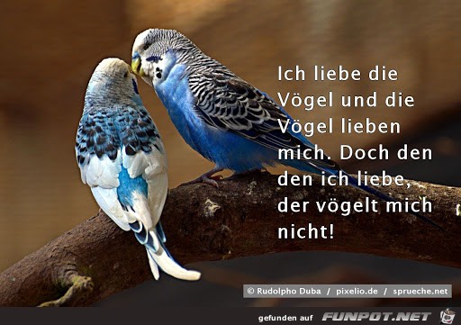 liebe die Voegel