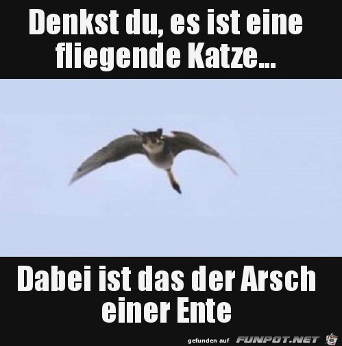 Das ist keine fliegende Katze