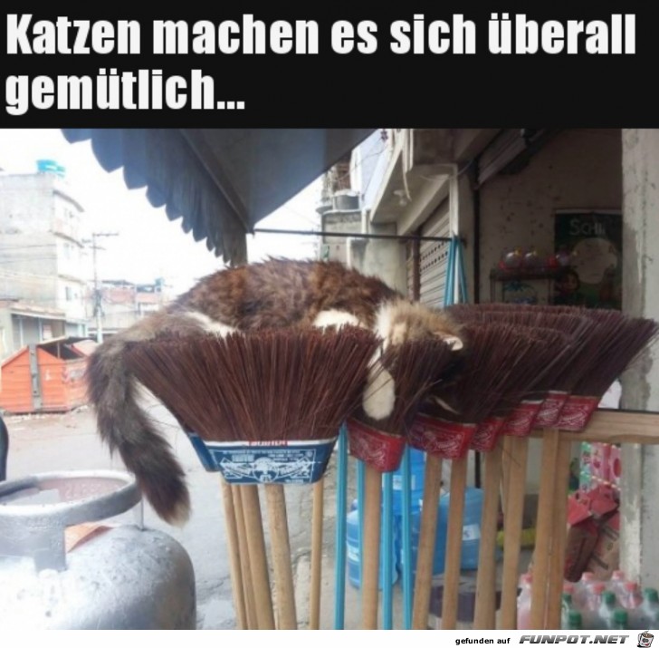 Bequemer Katzen-Schlafplatz