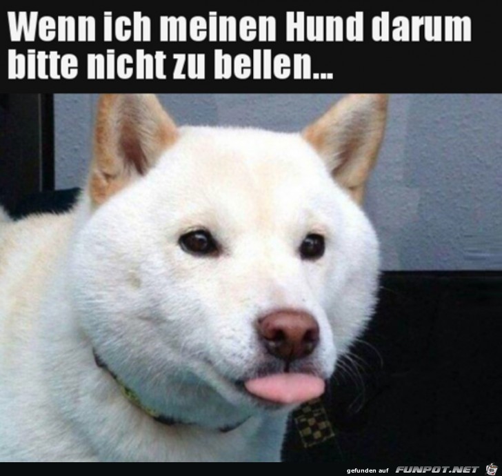 Wenn mein Hund nicht bellen soll