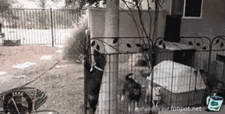 Hund klettert über Zaun