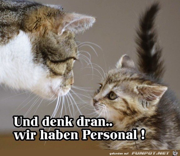 Hinweis an kleine Katze