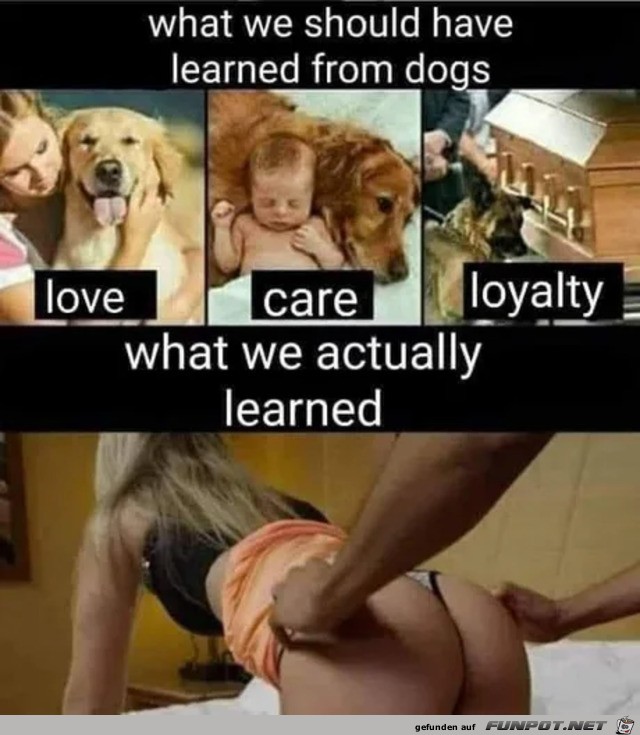 Was wir von Hunden lernen sollten