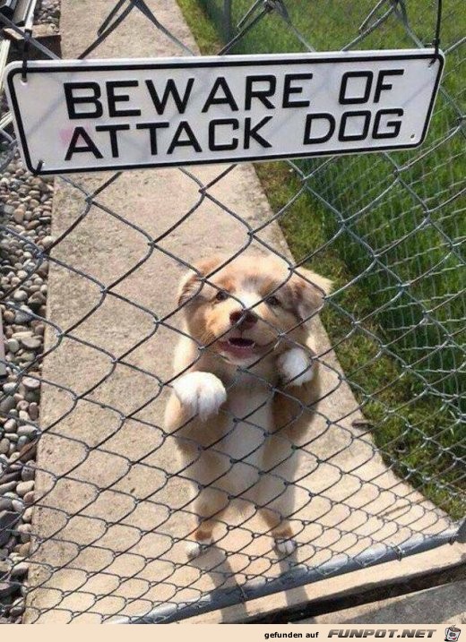 Der Hund ist gefhrlich