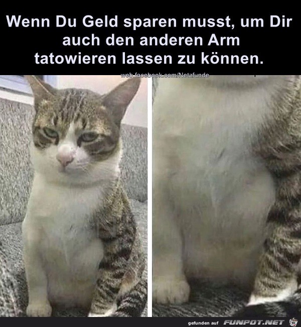 Katze muss sparen