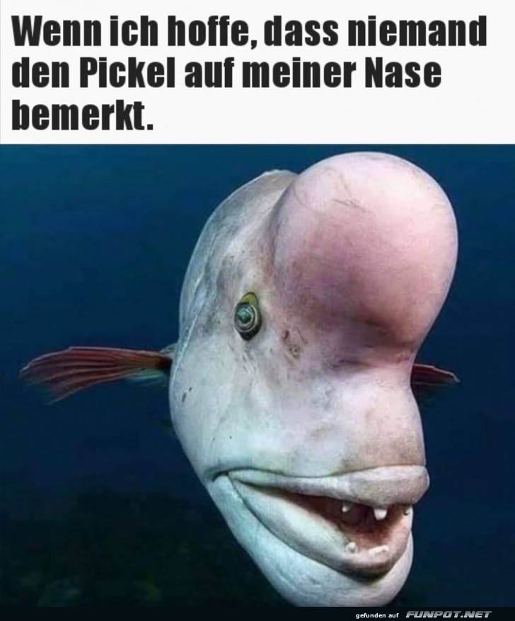 Der Pickel auf der Nase