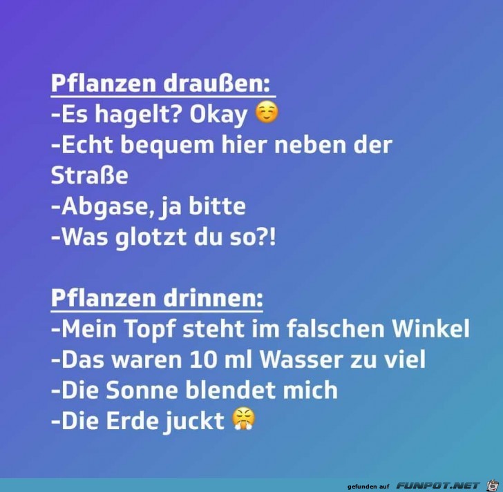 Pflanzen drinnen und drauen