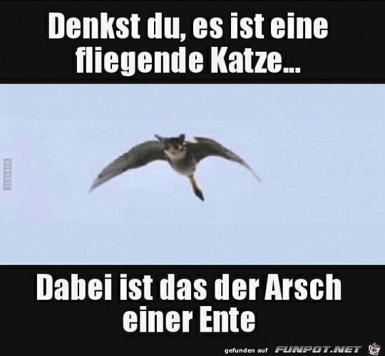 Denkst du, es ist eine fliegende Katze....