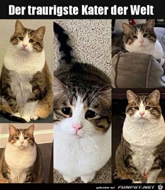 der traurigste Kater der Welt