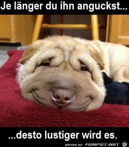 Lustiger Hund