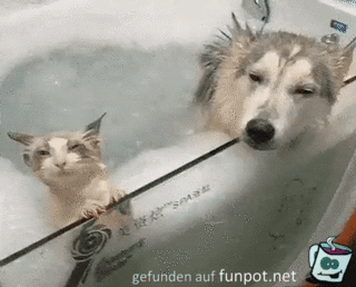 Hund und Katze chillen