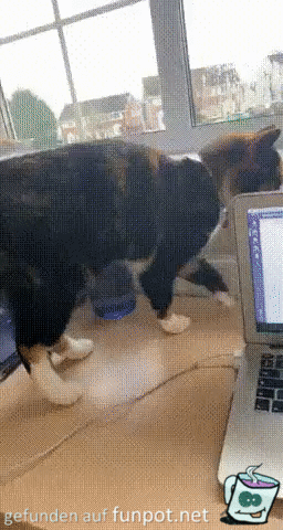 Katze lehnt sich an Laptop