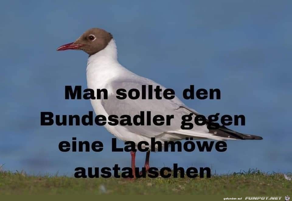 Lachmoewe