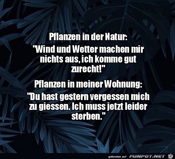 Pflanzen in der Natur und daheim