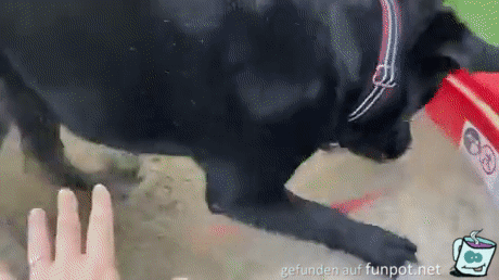 Hund liebt Sandkasten