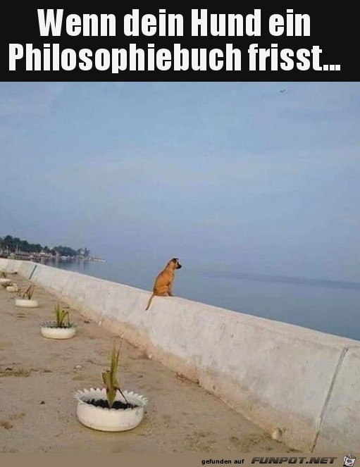 Hund starrt aufs Meer