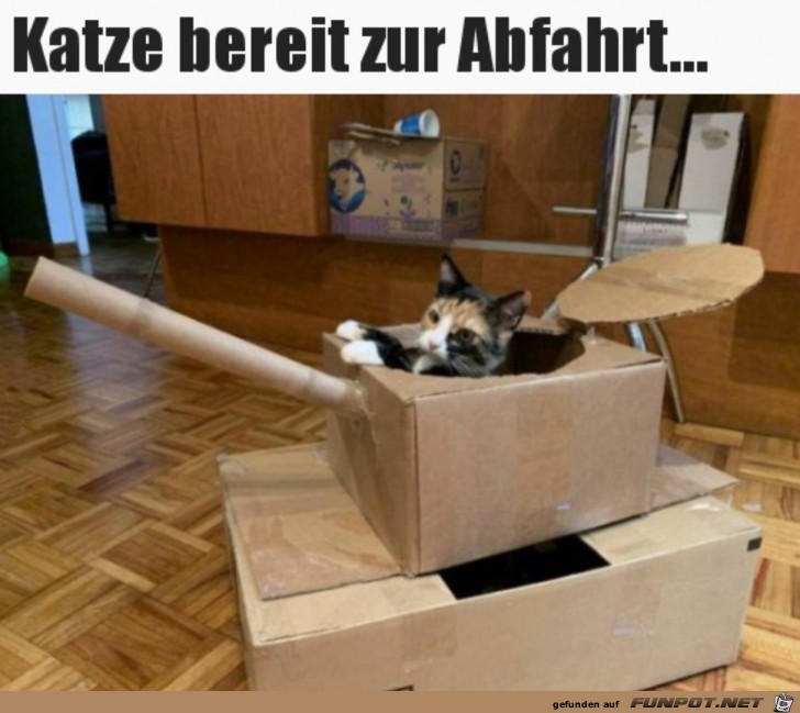 Katze ist bereit