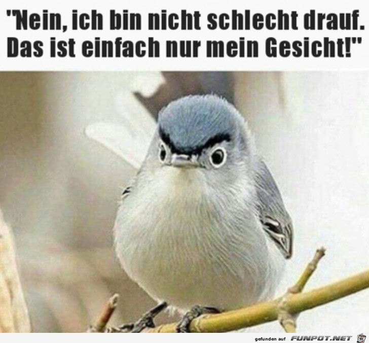 witzige Bilder aus verschiedenen Blogs