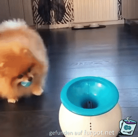 Hund freut sich ber Ballmaschine